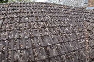 Moss and Algae Removal Services by West Michigan Roof and Gutter